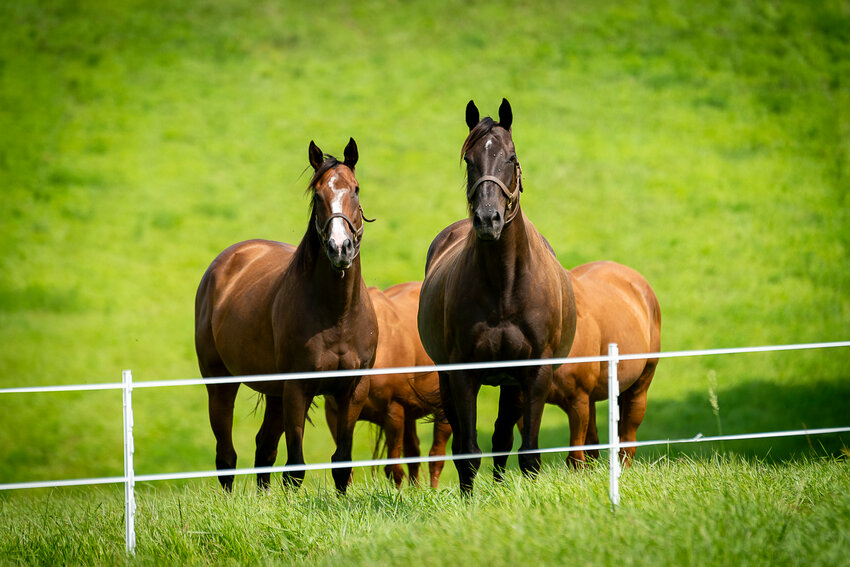 Five Reasons Why Rotational Grazing Is For You - The Farmer's Pride